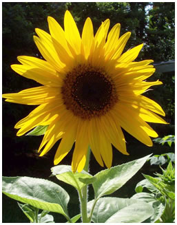 sunflower