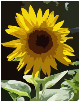 sunflower traced