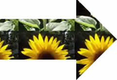 tiled bg